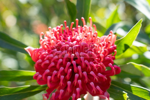 Telopea 'Mallee Boy' 140 mm