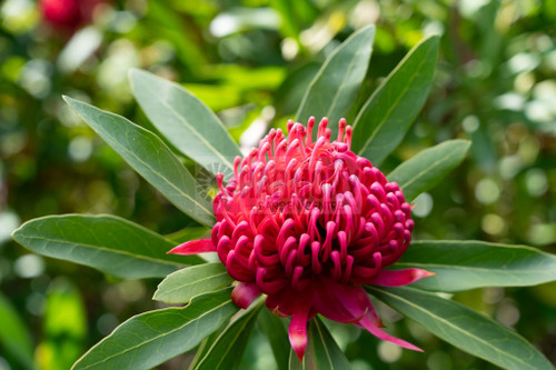 Telopea 'Sugar Plum' 140 mm