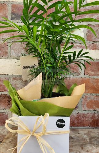 Houseplant 'Parlor Palm Gift B