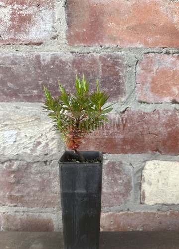 Leucopogon parviflorus 50 mm