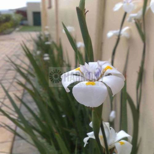 Dietes grandiflora 140 mm
