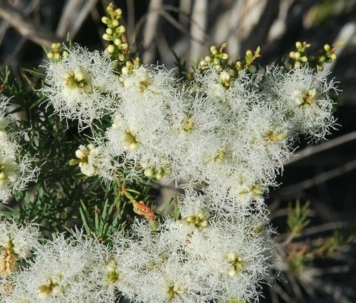 Melaleuca alternifolia 50 mm