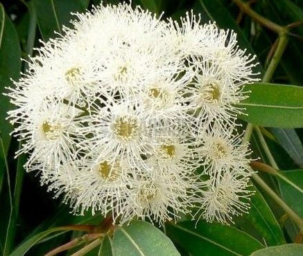 Angophora costata 50 mm (1123345) 50 mm