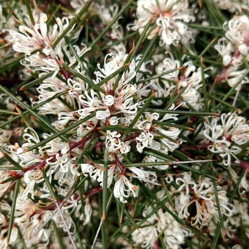 Hakea petiolaris 50 mm