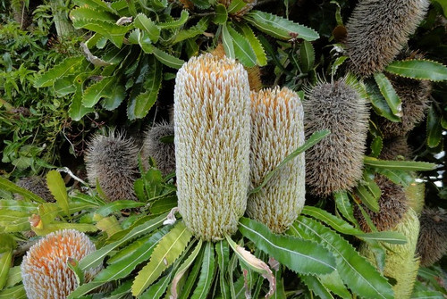 Banksia serrata 50 mm