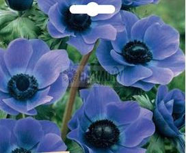 Anemone Cottage Blue Bulb 12 P