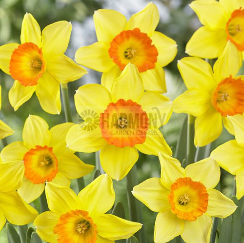 Daffodil Loveday Bulbs 3 Pack Bulb