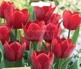 Tulip 'Pallada' 2Pk