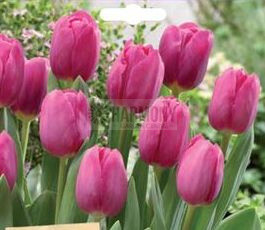Tulip 'Barcelona' 7Pk
