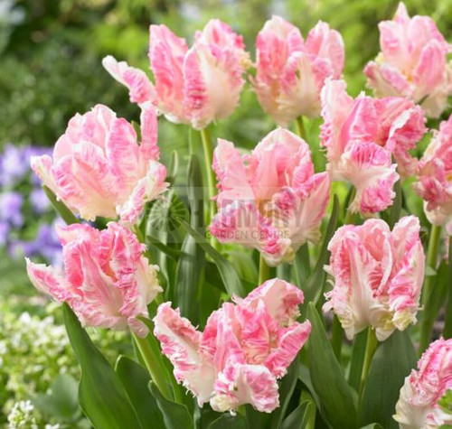 Tulip Cabanna Parrot 2Pk