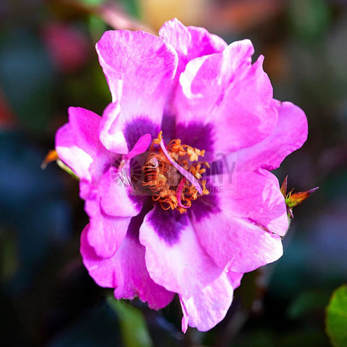 Rose 'Persian Eyes' Bare rooted