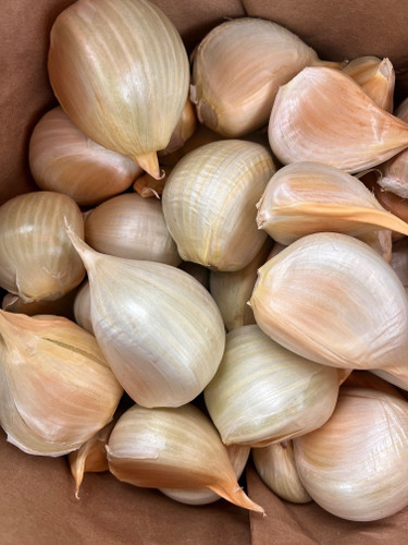 Tasmanian Elephant Garlic Clove
