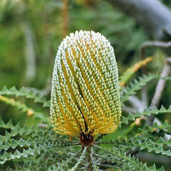 Banksia speciosa 50 mm