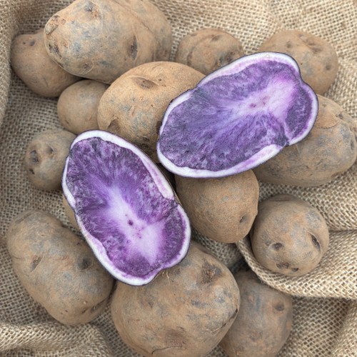 Potatoes 'Sapphire' 1.5Kg