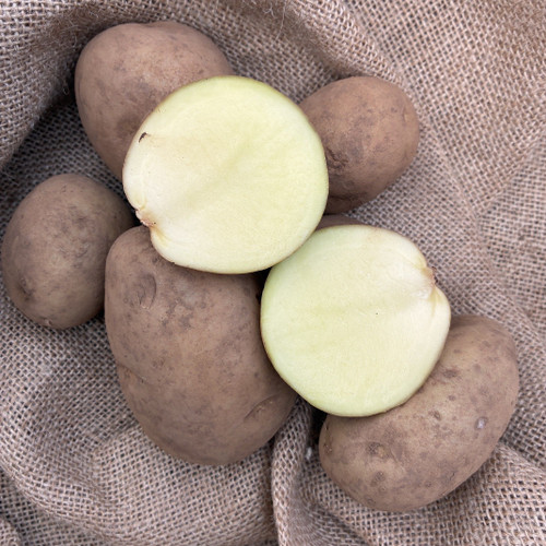 Potato 'Carlingford' 1.5Kg