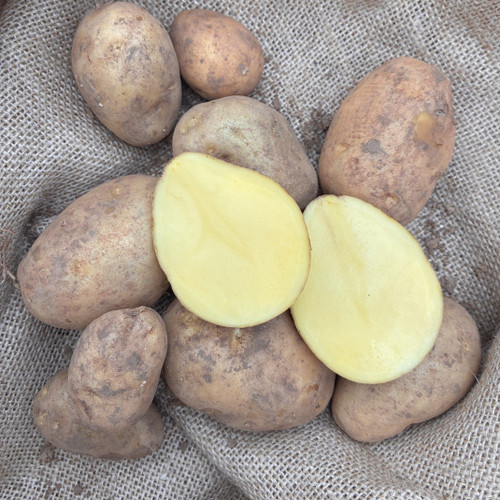 Potato 'Dutch Cream' 1.5kg