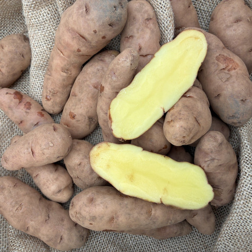 Potato- Pink Fir Apple 1.5kg