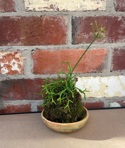 Kokedama Small With Bowl 125 mm Kokedama Small With Bowl 125 mm