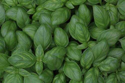 Sweet Basil- (Chem-Free) 125 mm