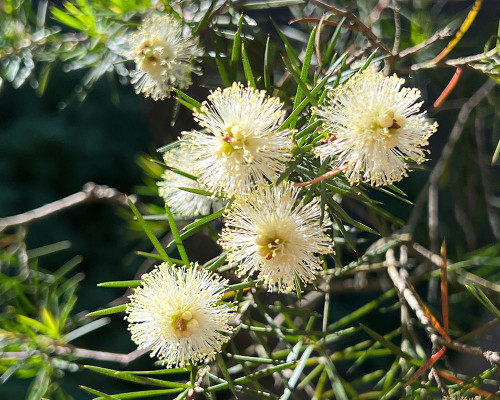 Melaleuca nodosa 50 mm