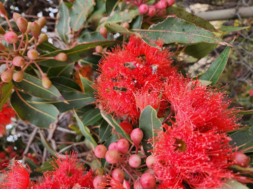 Corymbia ficifolia 125 mm (38582) 125 mm