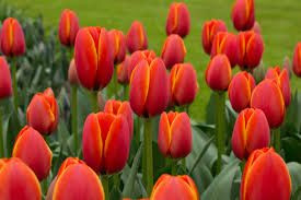 Tulip - Worlds Favourite Bulb Bulb