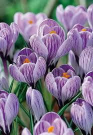 Crocus 'Pickwick' 4Pk Bulb