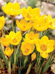 Crocus Yellow Mammoth 4Pk Bulb