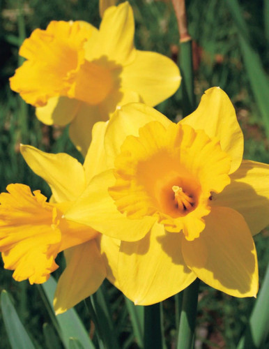 Daffodil - Welcome 7pk Bulb