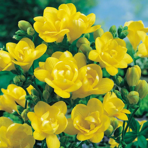 Freesia Double Yvonee - Bulb 5 Bulb