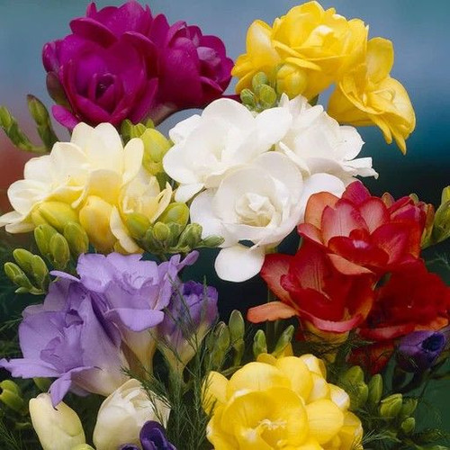Freesia Hadeco Mixed 30Pk