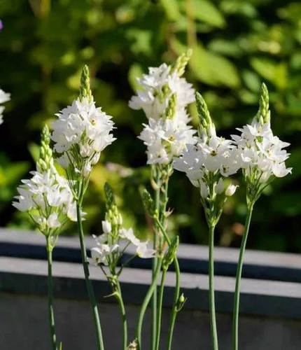 Chincherinchee Elite 5Pk