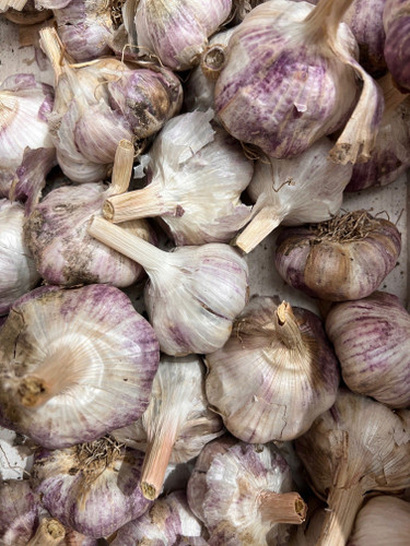 Garlic Tasmanian Pink Bulb