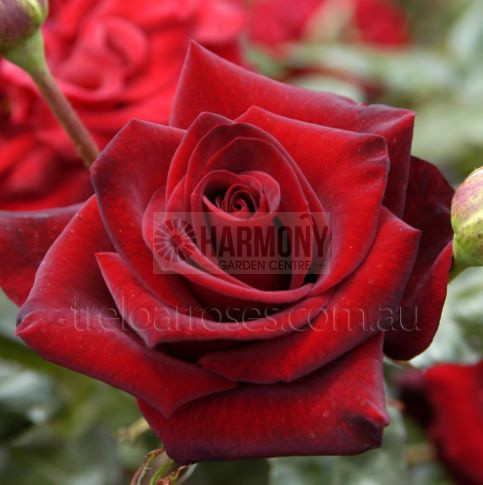 Rosa 'Black Beauty' Bare rooted