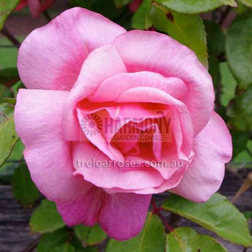 Rosa 'Lorraine Lee' Bare rooted