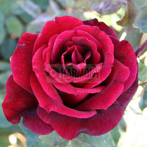 Rosa 'Mister Lincoln' Bare rooted