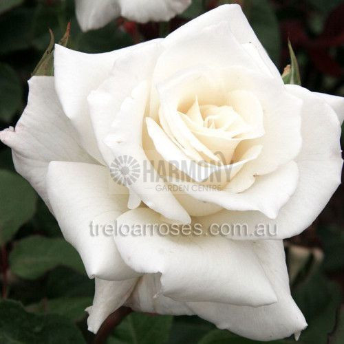 Rosa 'Pascali' Bare rooted