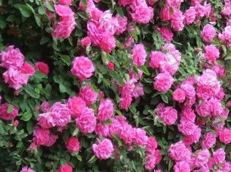 Rosa 'Zephirine Drouhin' Bare rooted