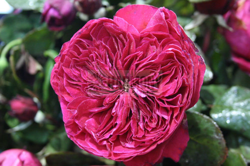 Rose 'Father's Love' Bare rooted