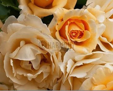 Rose 'Happy Birthday' Bare rooted