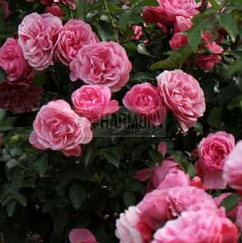 Rosa Leonardo Da Vinci Bare rooted