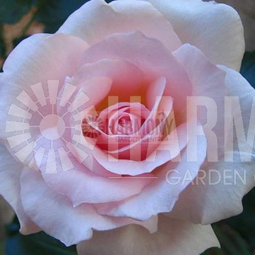 Rosa 'Mothers Love' Bare rooted