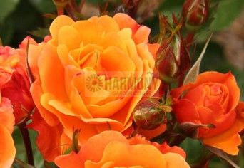 Rose 'Parkinson Passion' Bare rooted