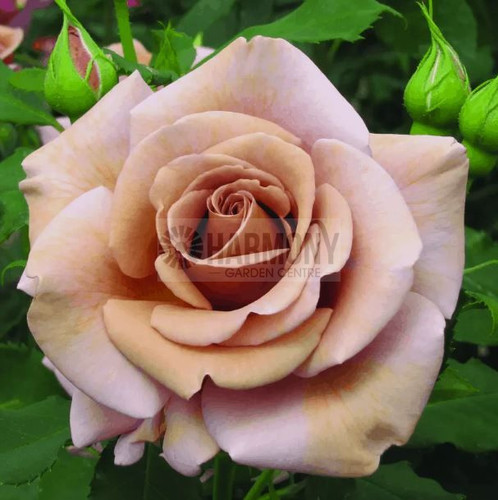 Rose 'Soul Sister' Bare rooted