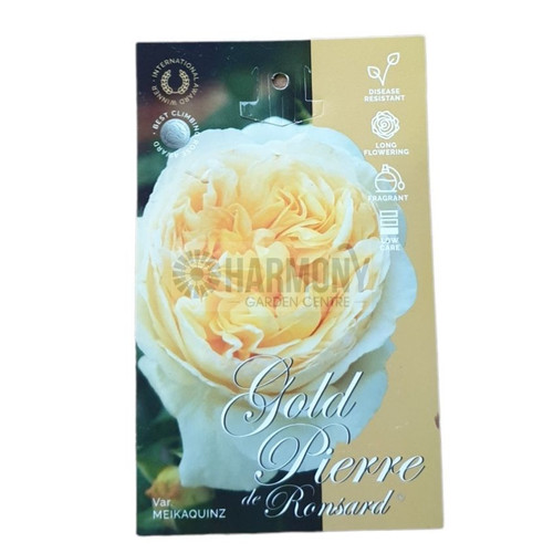 Rose 'Golden Pierre De Ronsard Bare rooted