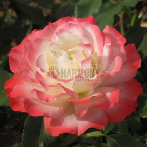 Rose Delbard 'Carmagnole' Bare rooted