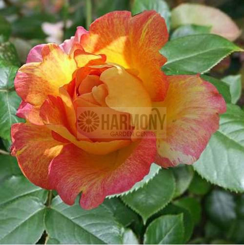 Rosa Delbard 'Paul Cezanne' Bare rooted