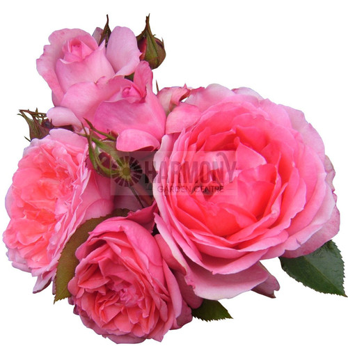 Rose Delbard Parfum de Paris Bare rooted