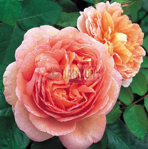 Rosa 'Abraham Darby' Bare rooted