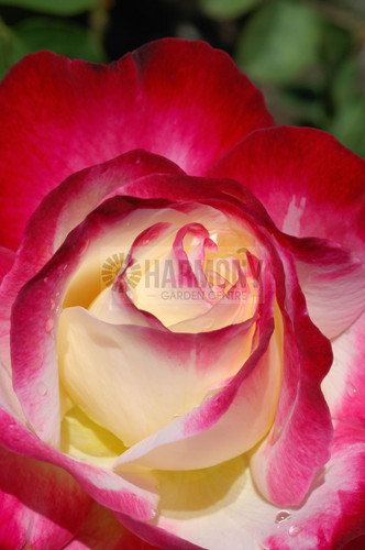 Rosa 'Double Delight (Standard Bare rooted (1109913) Bare rooted